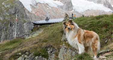 Wandern mit Hund – hier auf der Voralphütte in der Schweiz