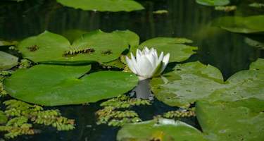 Am Spechtensee findet man die Weiße Seerose.