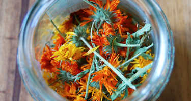 Ringelblumenblüten: Zutat für Salbe