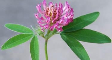 Rotklee: Aus den Blüten kann man einen herrlichen Sirup zaubern