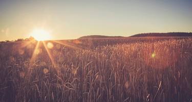 Weizenfeld in Baden-Württemberg: Rund um Tübingen