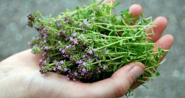 Wilder Oregano / Quendel