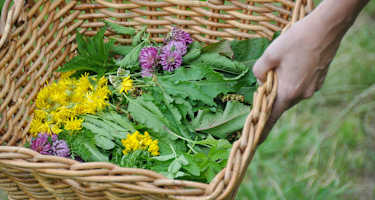 Outdoor-Apotheke: Wildkräuter