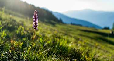 Sattlegers Alpenhof auf der Emberger Alm
