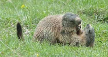 Wenn man Glück hat, kann man Murmeltiere beobachten.