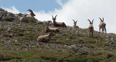Auf dem Weg begegnet man anmutige Tiere.