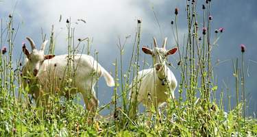 Schöne Pilgeretappe über saftige Blumenwiesen.