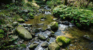 Angenehm an warmen Sommertagen: das schattige Ufer des Hausbachs.