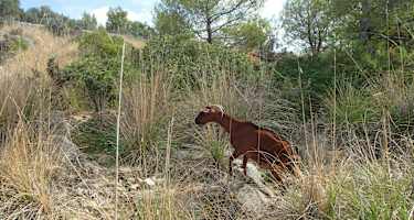 Die einzige Begegnung auf dieser Strecke