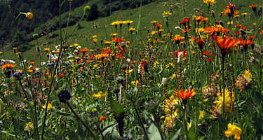 Bergblumenwiese