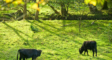 Heckrinder im Grenzbachtal