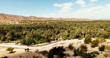 Blick auf die Oase von Tiout