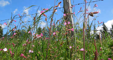 Almwiesen auf der Hebalm