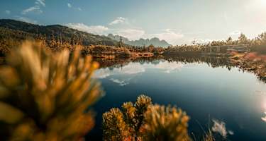 Das wunderschöne Löckermoos