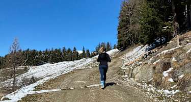 Auf den Sambock gelangt man entweder auf der Forststraße oder über einen Wanderweg. 