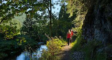 Pfad an der Alb bei St. Blasien-Glashof
