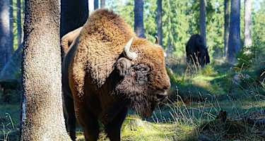 Wisentbulle am Rothaarsteig