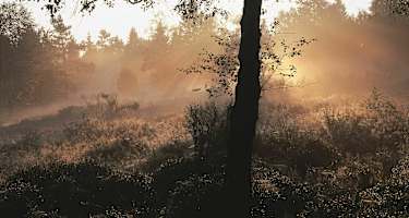 Abendstimmung in der Heinsberger Heide