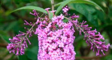 Apothekergarten Bad Marienberg