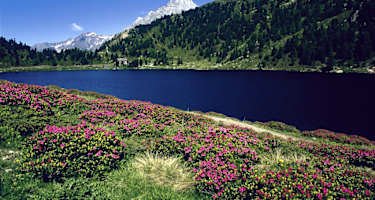 Alpenrosen am Obersee im Antholzer Tal