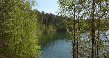 Die Sonnenstrahlen am Morgen bahnen sich ihren Weg durch das Unterholz