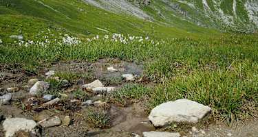 Almwiesen am Schlinigpass
