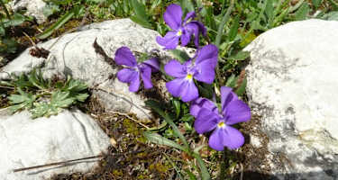 Wer die Augen offen hält, der findet vielleicht auch das Alpen-Veilchen.