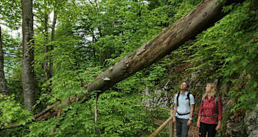 Am Alpenrosensteig beim Alpsee 