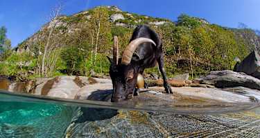 Geisselin beim Wasser trinken