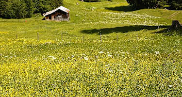 Wiesenlandschaft am Fuße des Söllerecks.