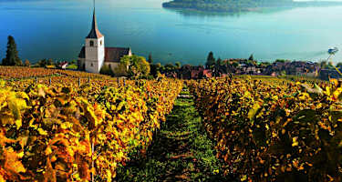 Rebberge am Bielersee mit Blick auf die auf die St. Petersinsel