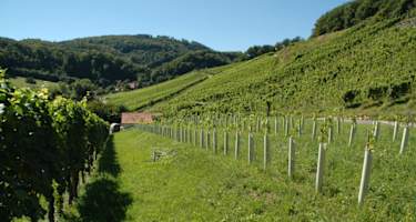 Rebgarten am Wegesrand