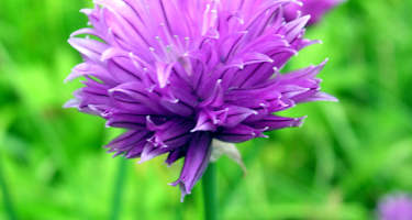 Blühender Schnittlauch auf der wasserreichen Tauplitzalm