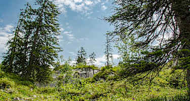 "Urwald" in Bödmeren