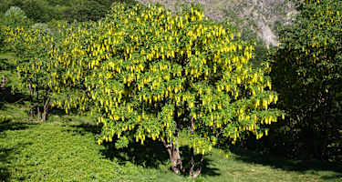 Bosco Sacro di Mergugno