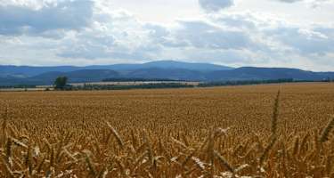 Brocken mit Kornfeld