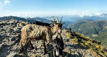 Ziegen um die Campanna Tamaro