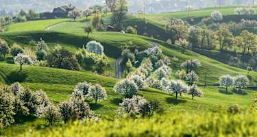 Herrliche Zeit der Obstblüte 