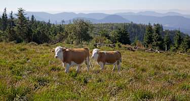 Beweidung der Grinden durch Hinterwälder Rinder