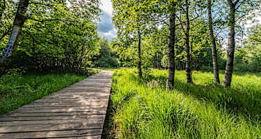 Bohlenpfad im Roten Moor