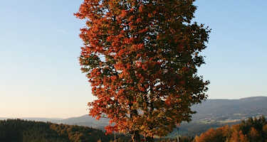 Felshöhe mit großen Ahorn und schönem Blick auf den Böhmerwald