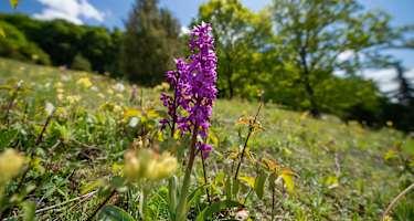 Im Naturschutzgebiet Ibengarten sind zahlreiche Orchideen zu finden.