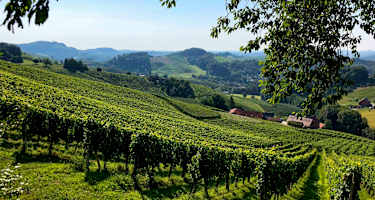 Die wunderschönen Weinberge der Südsteiermark
