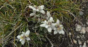 Edelweiss