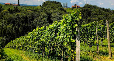 Leutschach ist das Zentrum der größten Weinbaugemeinde der Steiermark