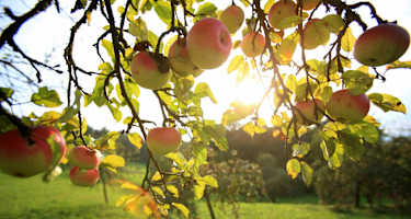 Angekommen im Apfelland