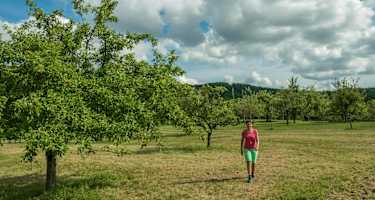 Die Firstwaldrunde verläuft über schöne Streuobstwiesen.