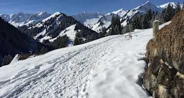 Höhenweg von Hirschegg nach Mittelberg nach dem Alpenwald