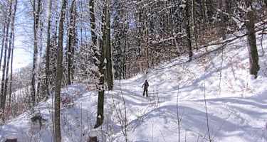 Ausreichende Schneelage durch Wald