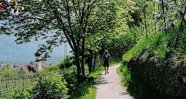 Waalweg oberhalb von Lana